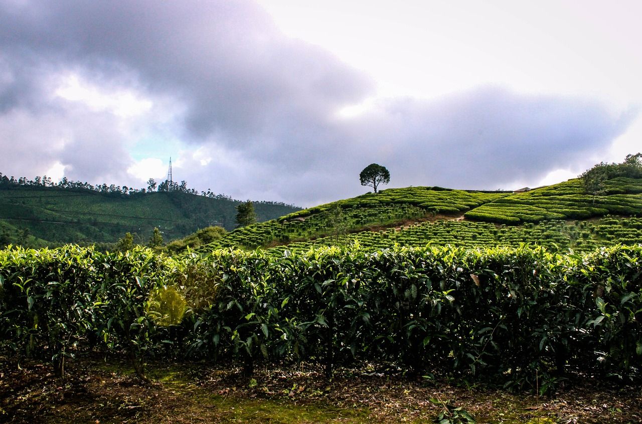 best hotels in munnar