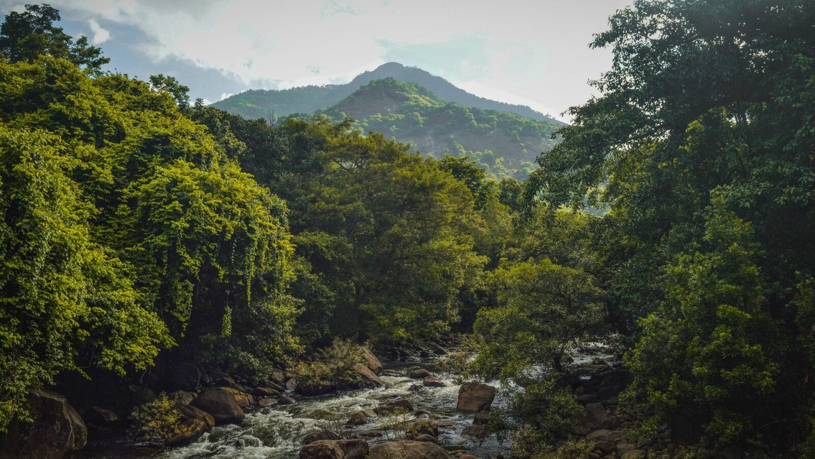 best resorts in wayanad