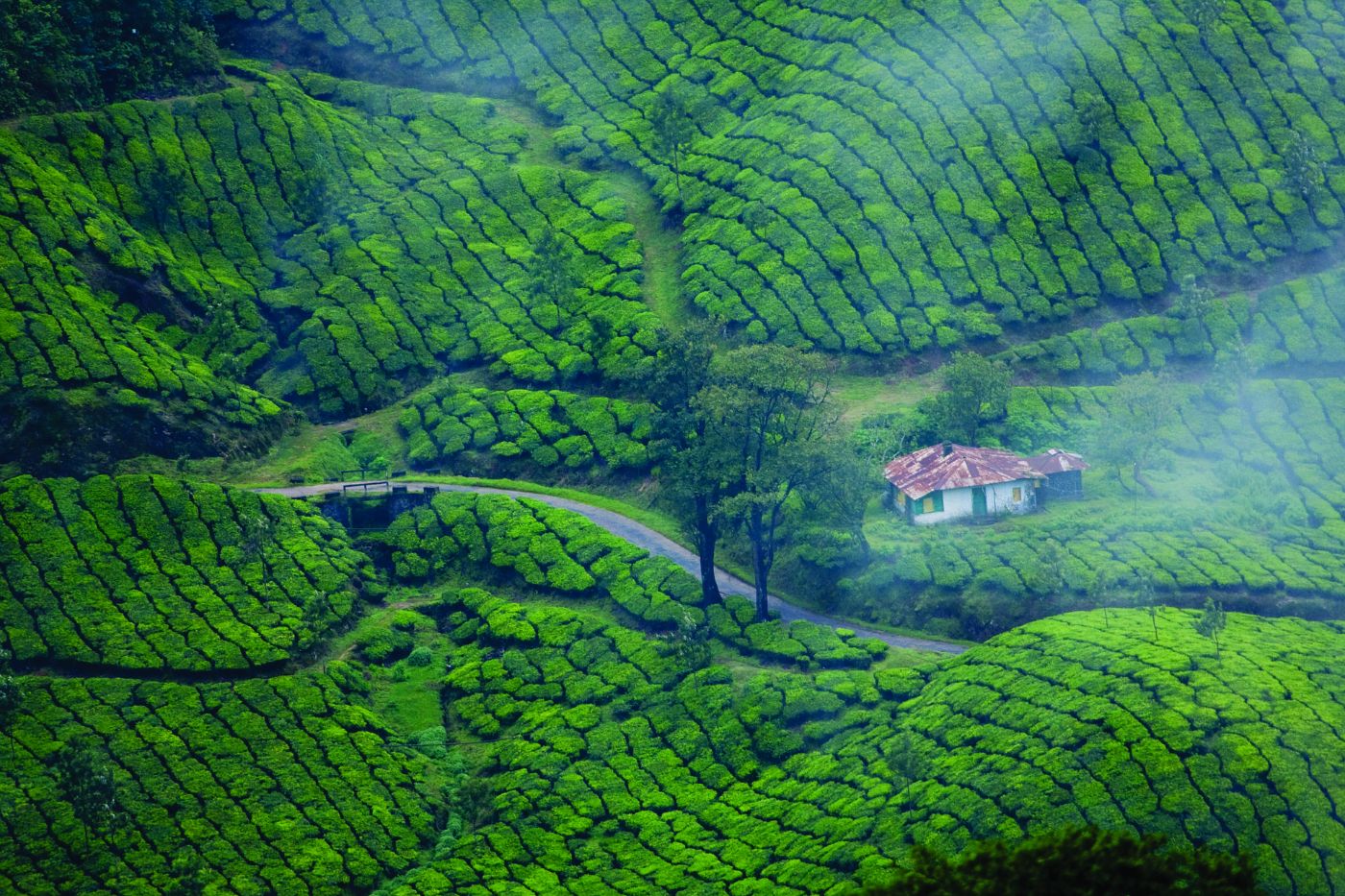things to do in Munnar.